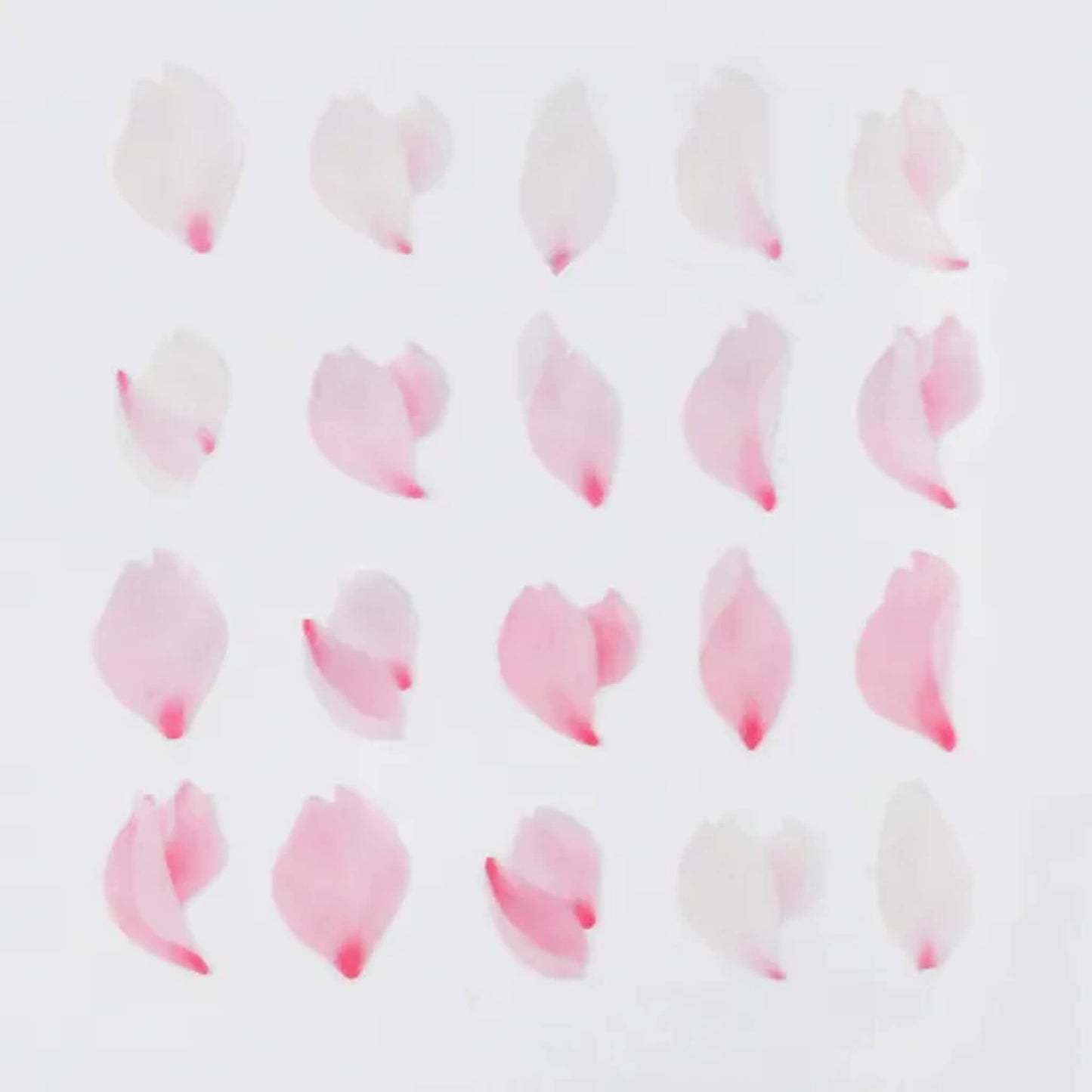 Bande Washi Sticker Roll - Falling Sakura Petals - Sticker Rolls