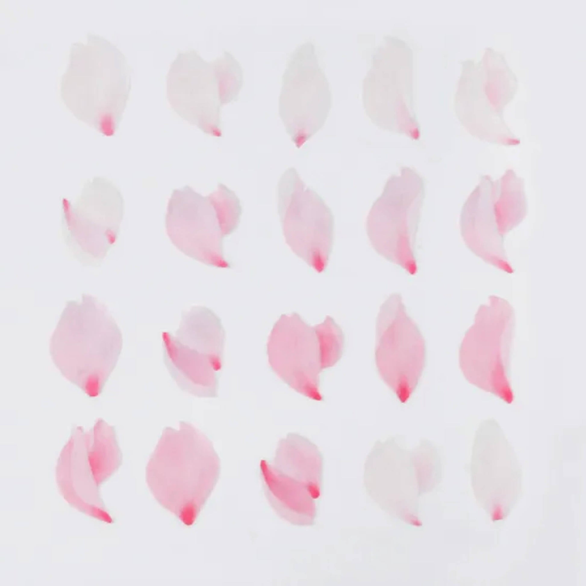 Bande Washi Sticker Roll - Falling Sakura Petals - Sticker Rolls