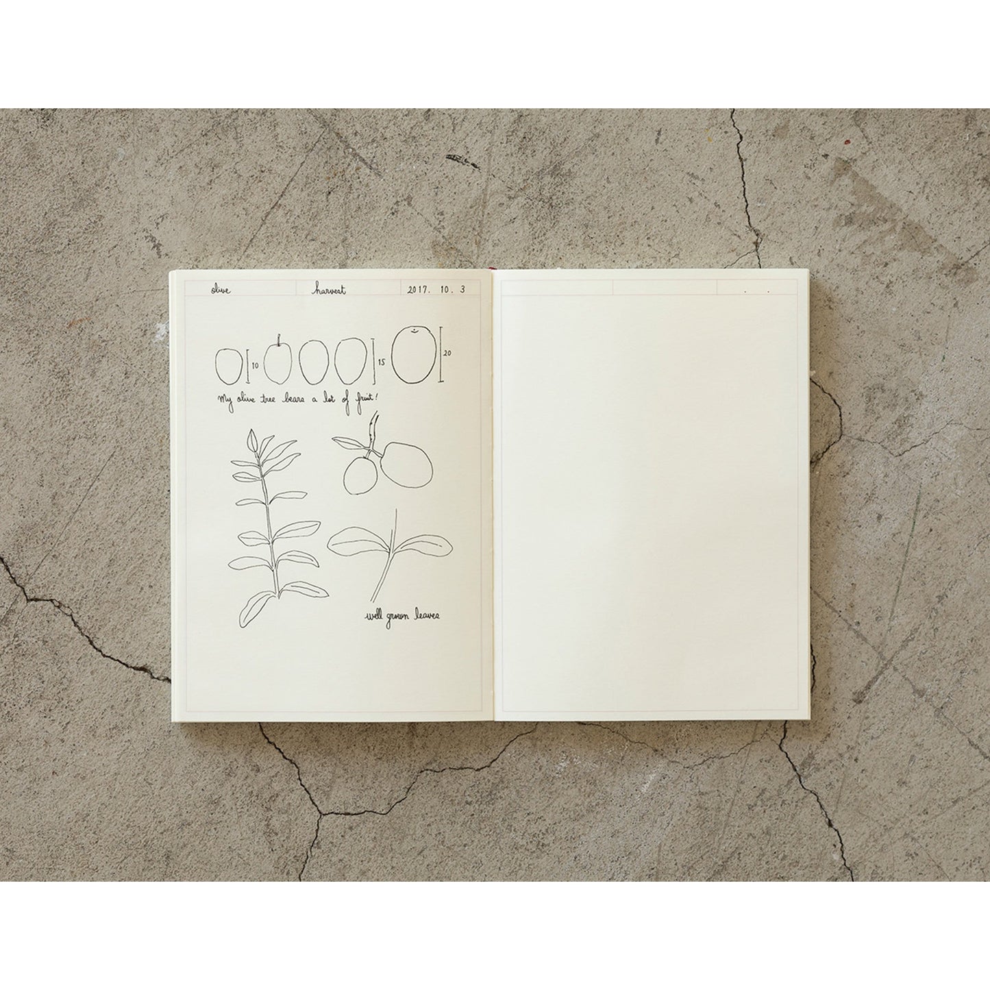 Midori MD Notebook Journal [A5] Frame - Notebooks