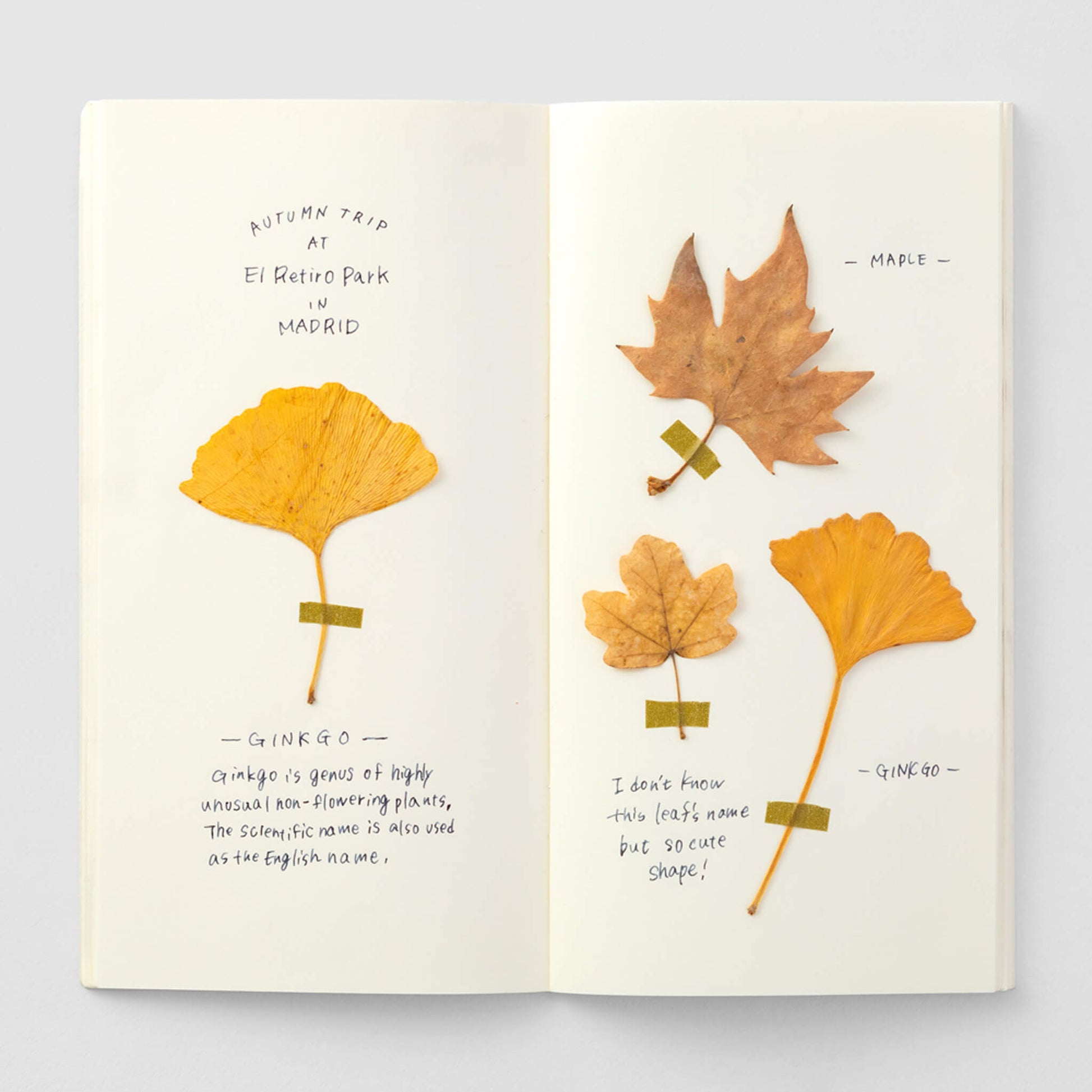 TRAVELER'S notebook - MD Paper Cream Notebook Refill 025 - Regular Size - Notebooks